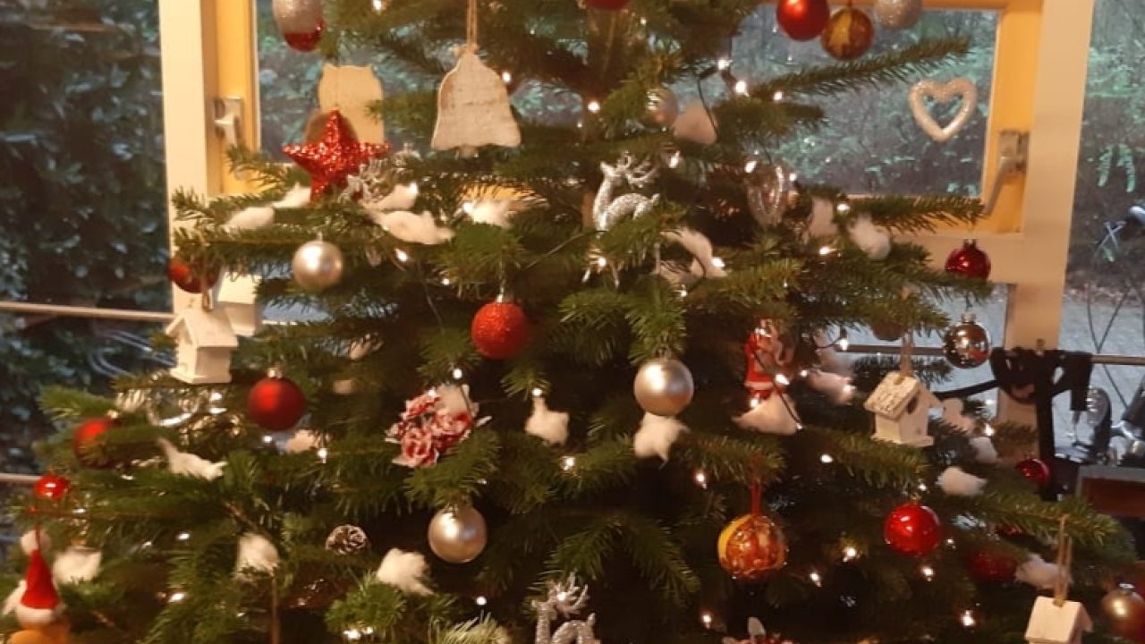 Feestdagen en je huisdier!