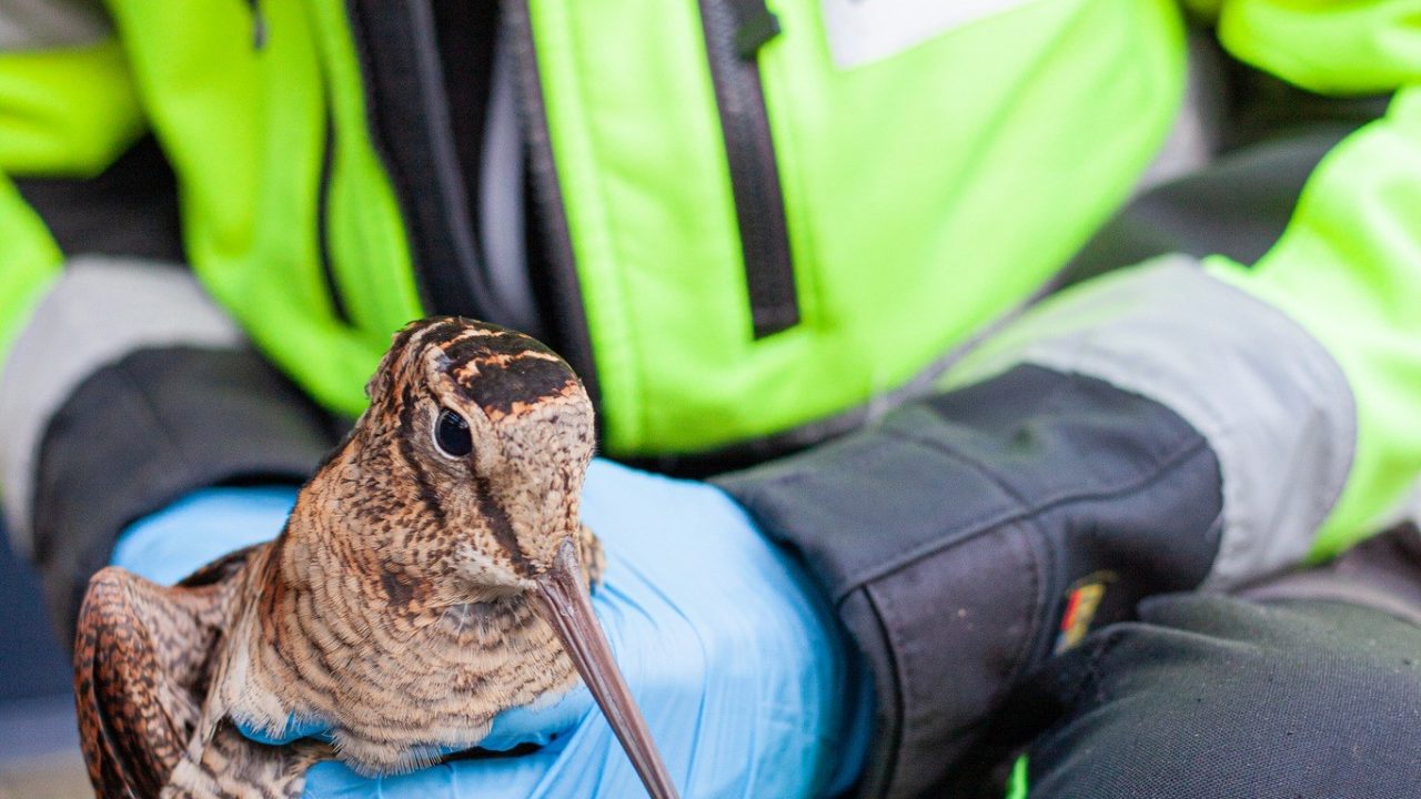 Vreemde vogel in de bijt