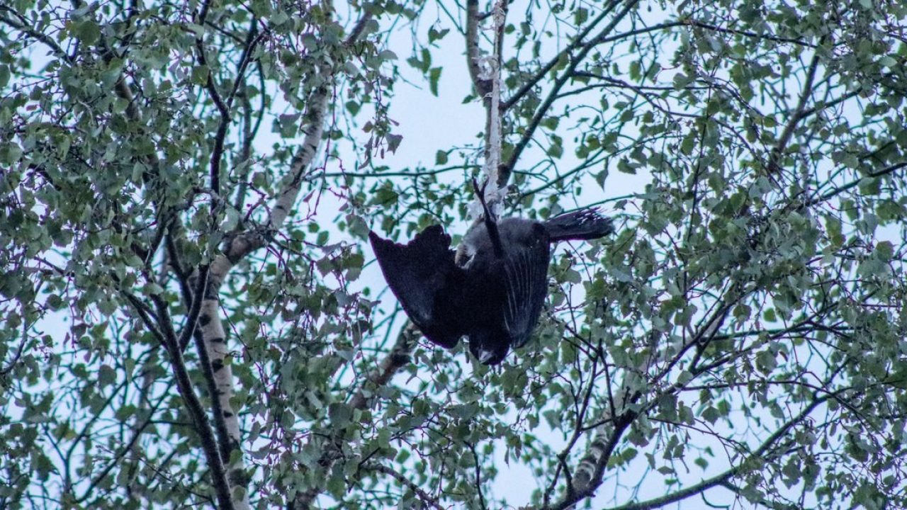 Hoog, hoger, hoogst