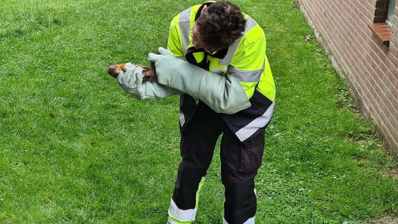 Lessen met de eekhoorn
