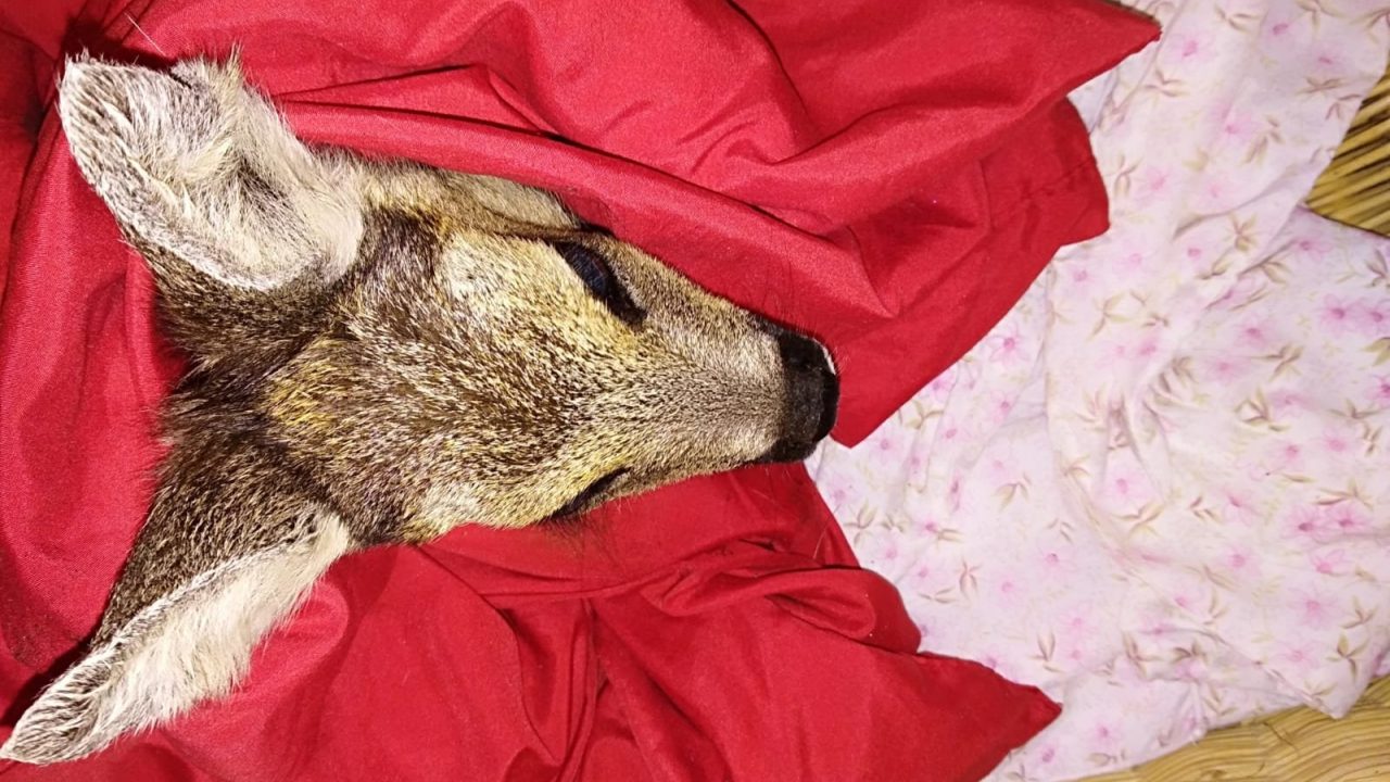 Bronsttijd: Pas op voor overstekend wild!