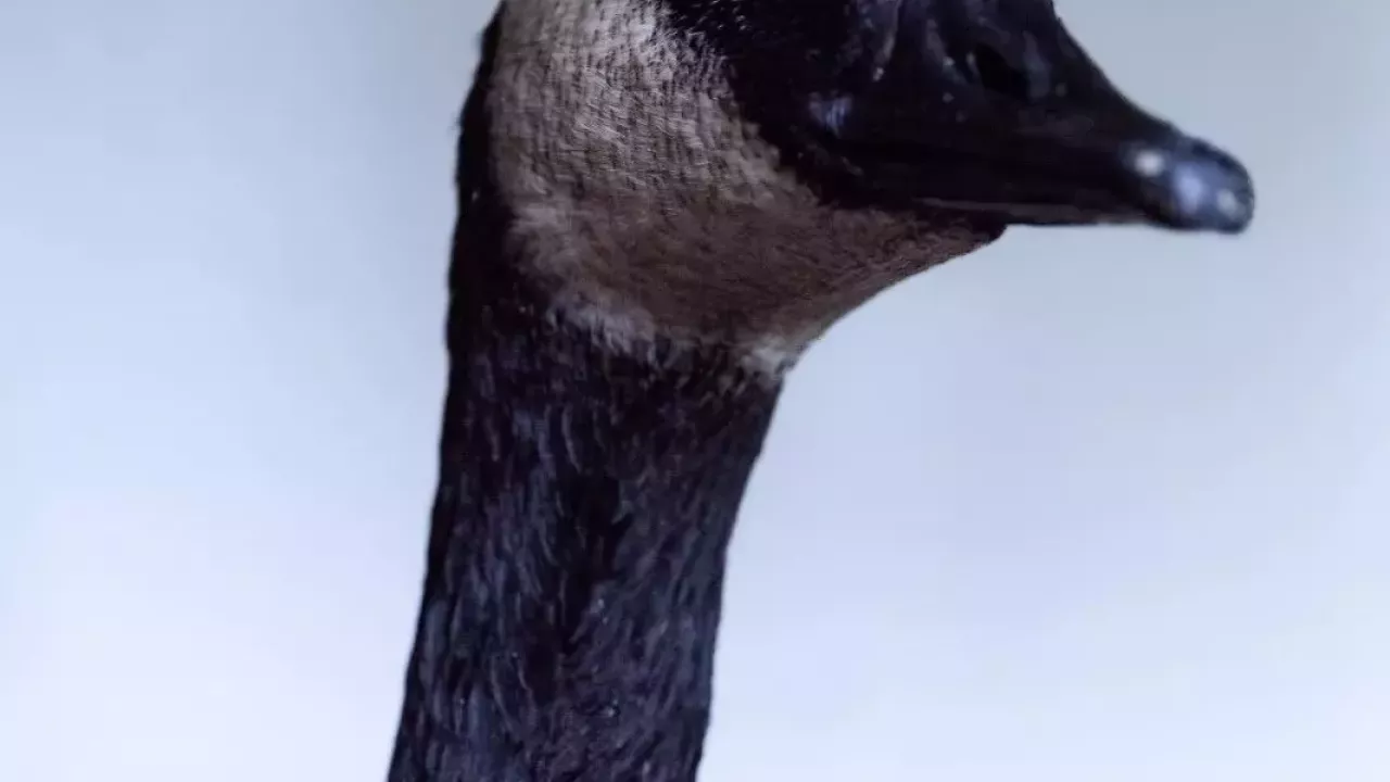Pech op de weg