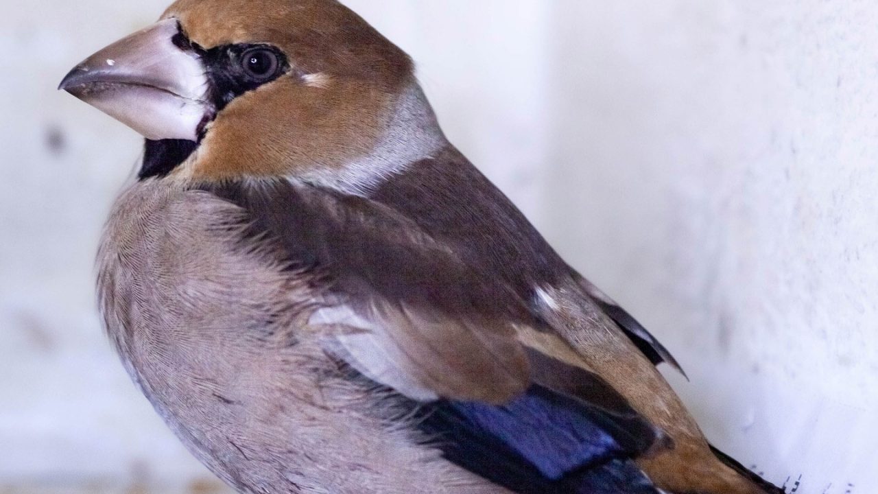 Appelvink in Weiteveen