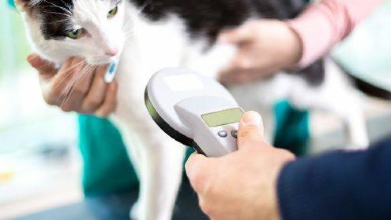 Chip je dier bij je dierenarts
