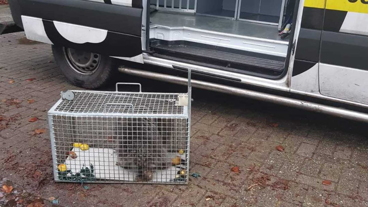 Een niet alle daagse melding bij de dierenambulance Zuidoost Drenthe