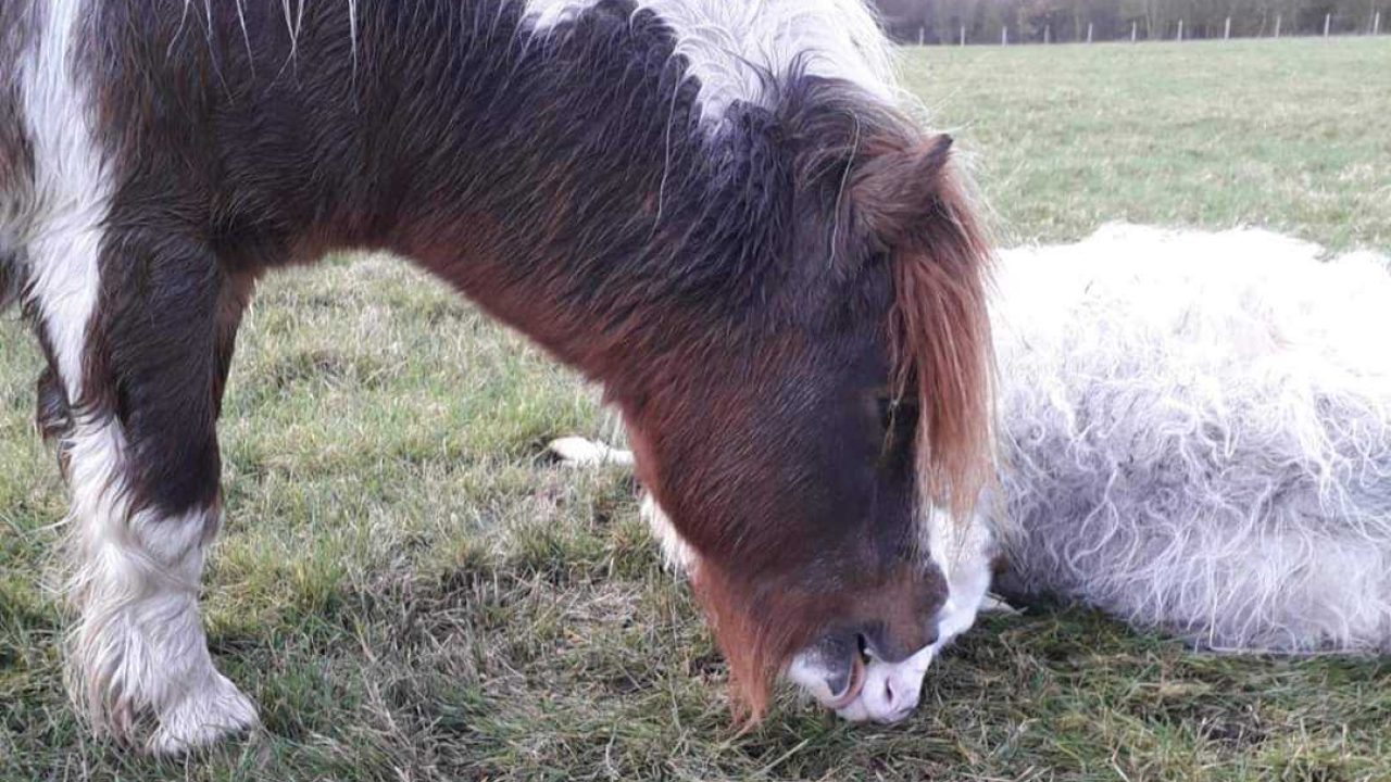 Schaap op de rug