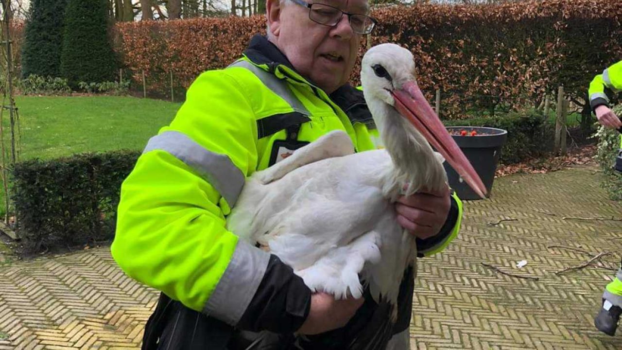 Ooievaar verstrikt in bliksemafleider