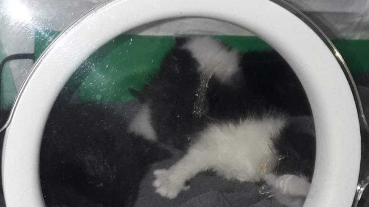Kittens overleven schuurbrand