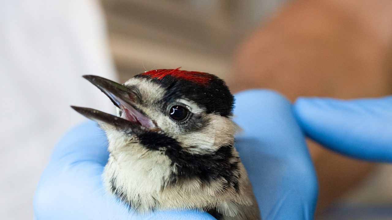 Wat te doen bij jonge vogels