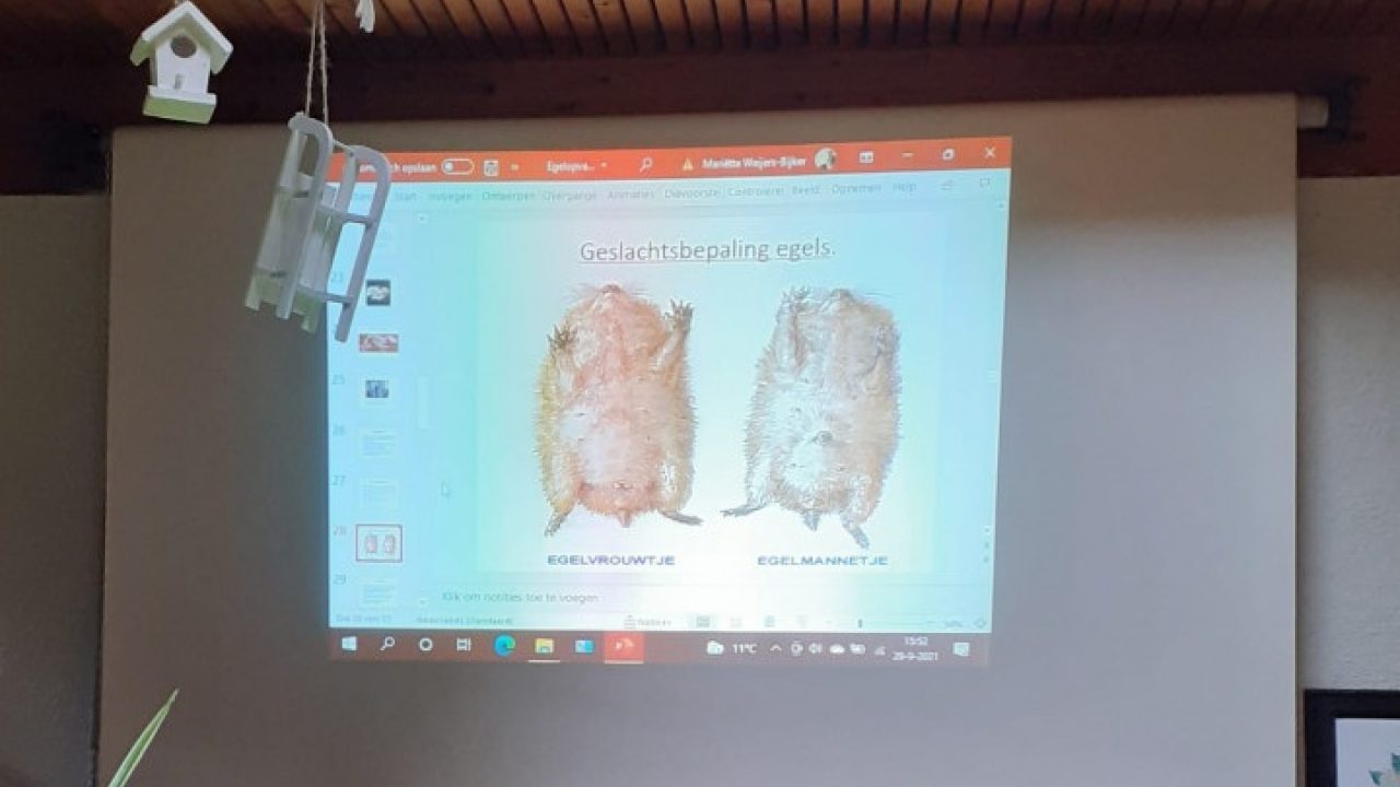 Egels