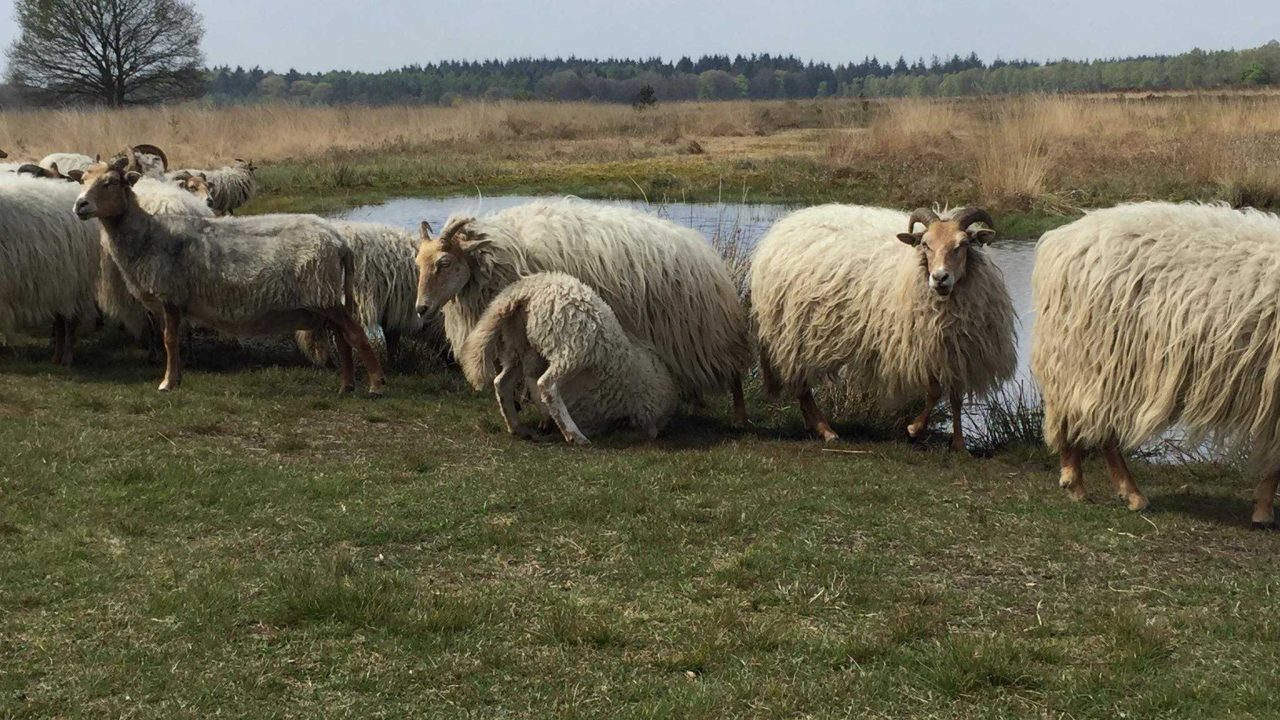 Excursie naar de schapen van Exloo