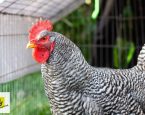 Haan opgehaald door Dierenambulance Drenthe