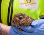 Jonge Haas gevonden Dierenbescherming