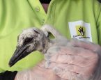 Ooievaar jong bij de Dierenbescherming