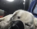Hond naar de dierenarts met Dierenbescherming