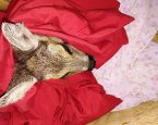 Overstekend wild Dierenbescherming