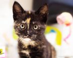 Kitten gevonden in Emmen