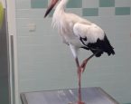 Ooievaar bij de Dierenarts in Drenthe