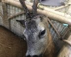 Ree overreden in Emmen