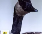 Canadese gans aangereden