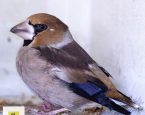 Appelvink in Weiteveen