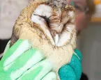 Kerkuil bij de Dierenbescherming