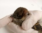 Musje bij de Dierenbescherming Zuid Oost Drenthe