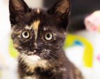 Hoe gaat het met kittens