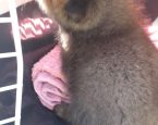 Vos jong bij Dierenambulance