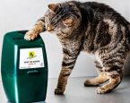 Dierenbescherming online collecteren kat