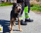 Hond Max bij de Dierenbescherming Drenthe