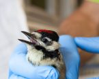 Specht bij de Dierenbescherming