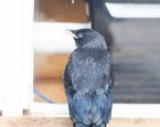 Kauw klopt aan bij Dierenbescherming