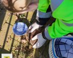 Dierenbescherming neemt egels mee