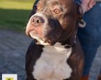 Hond gevonden Dierenbescherming Zuid Oost Drenthe