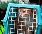 Dierenbescherming kat 1