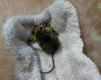 Muis 1