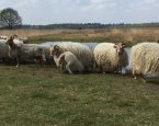 Schapen exloo