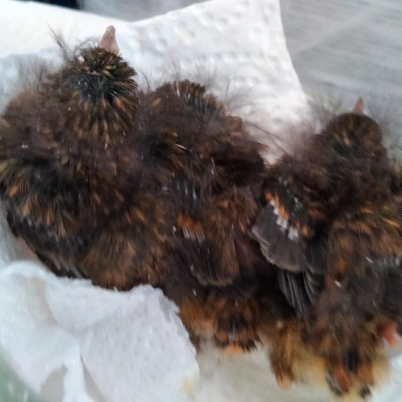 Grasmussen Dierenbescherming