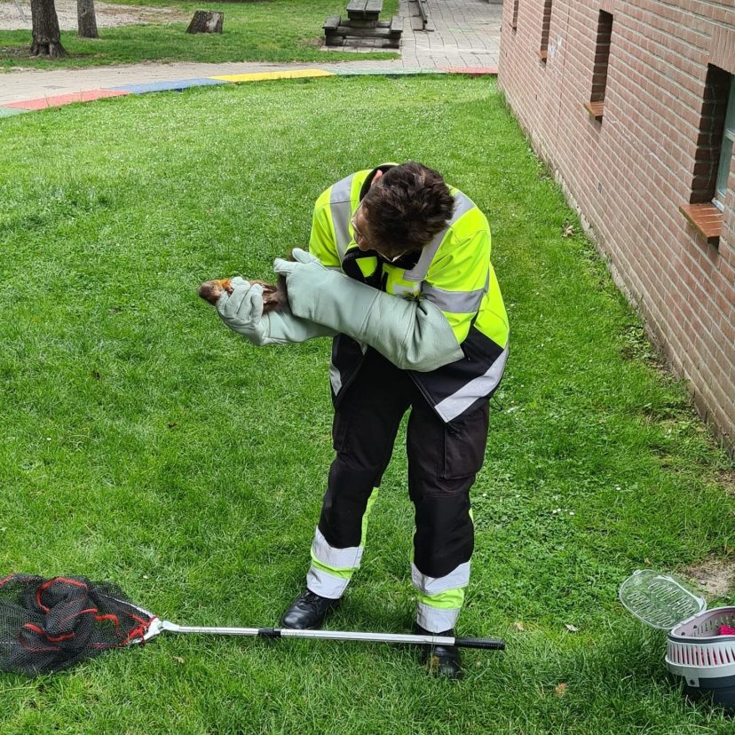 Eekhoorn controle Dierenbescherming