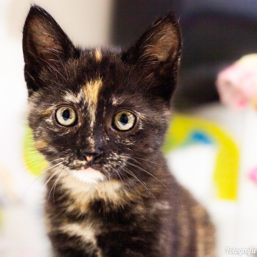 Kitten gevonden in Emmen