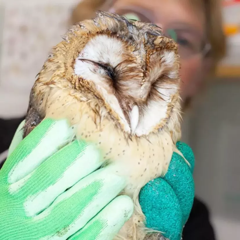 Kerkuil bij de Dierenbescherming