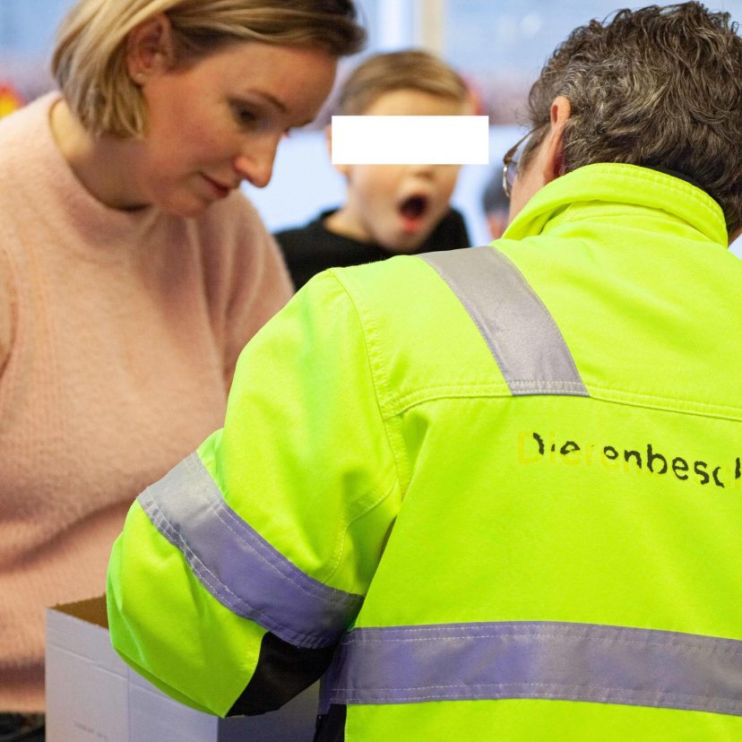 OBS de lisdodde vind egel