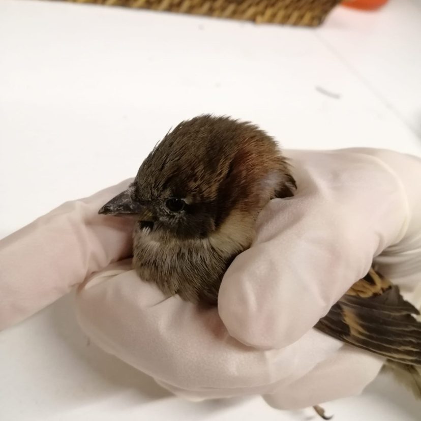 Musje bij de Dierenbescherming Zuid Oost Drenthe