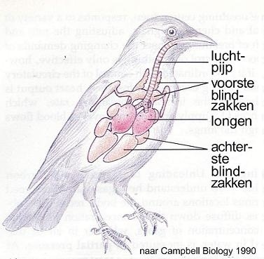 Luchtwegen vogel