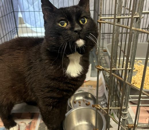 Patatje (fiv+ - binnenkat)