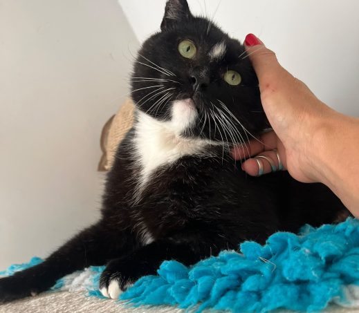 Diablo (fiv+ - binnenkat)