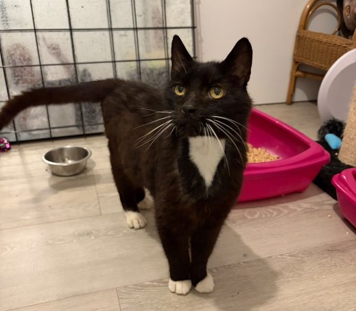 Bobo (fiv+ - binnenkat)
