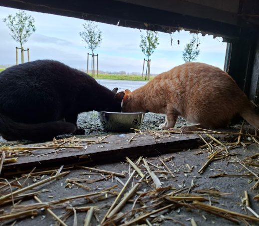 Wist je dat wij altijd op zoek zijn naar buitenkansplekken voor onze verwilderde zwerfkatten?