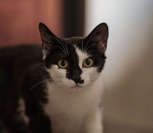 Bella